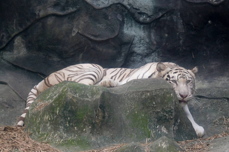 泰国动物园里的白虎野生动物