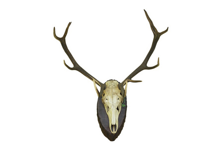 红鹿鹿狩猎奖杯用于墙壁安装