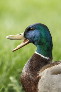 关闭的雄性野鸭, 阿纳斯 platyrhynchos, 其喙广泛开放在马尼托公园在斯波坎, 华盛顿