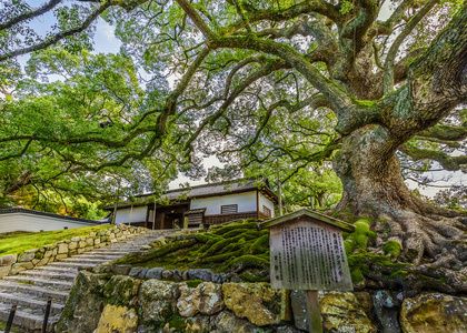 在京都的 shorenin 寺