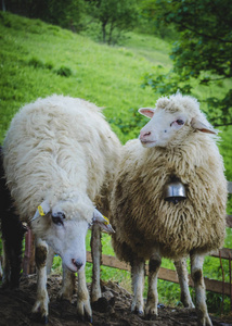 在乌克兰西部山区的一个农场上的绵羊
