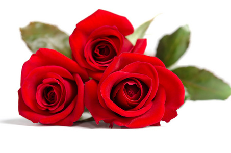 孤立在白色背景上的美丽三红玫瑰