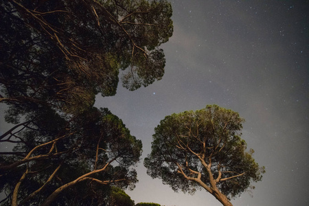 夜里松树在松木里对着繁星的天空