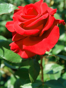 大自然中的红色玫瑰花朵