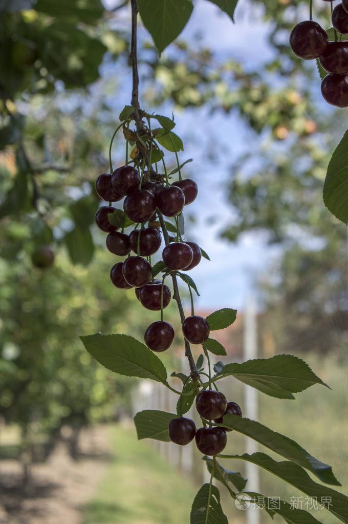 李樱桃成熟的一组酸樱桃, 深红色的果实在树枝上很快收获, 绿叶