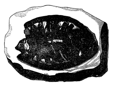 白垩纪时期的化石龟, 古老的雕刻插图。地球在人之前1886