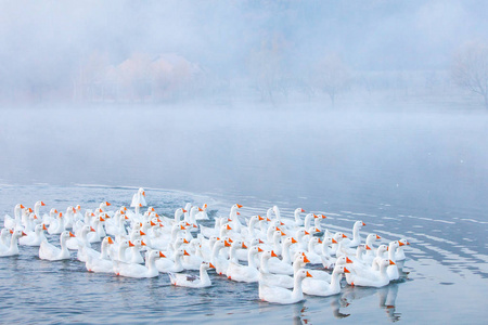 狩猎的飞鹅图片