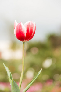 两个音色郁金香花图片