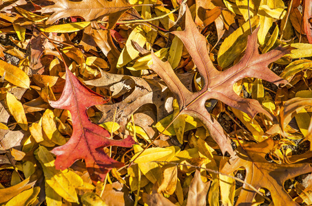 秋天橡树的叶子, 在不同的红色和棕色阴影中, 在一层黄色的叶子和砾石上