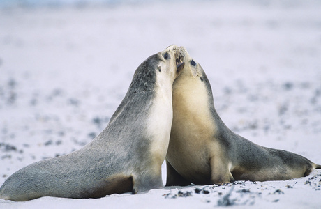 粘接在海滩上的两个软毛海豹