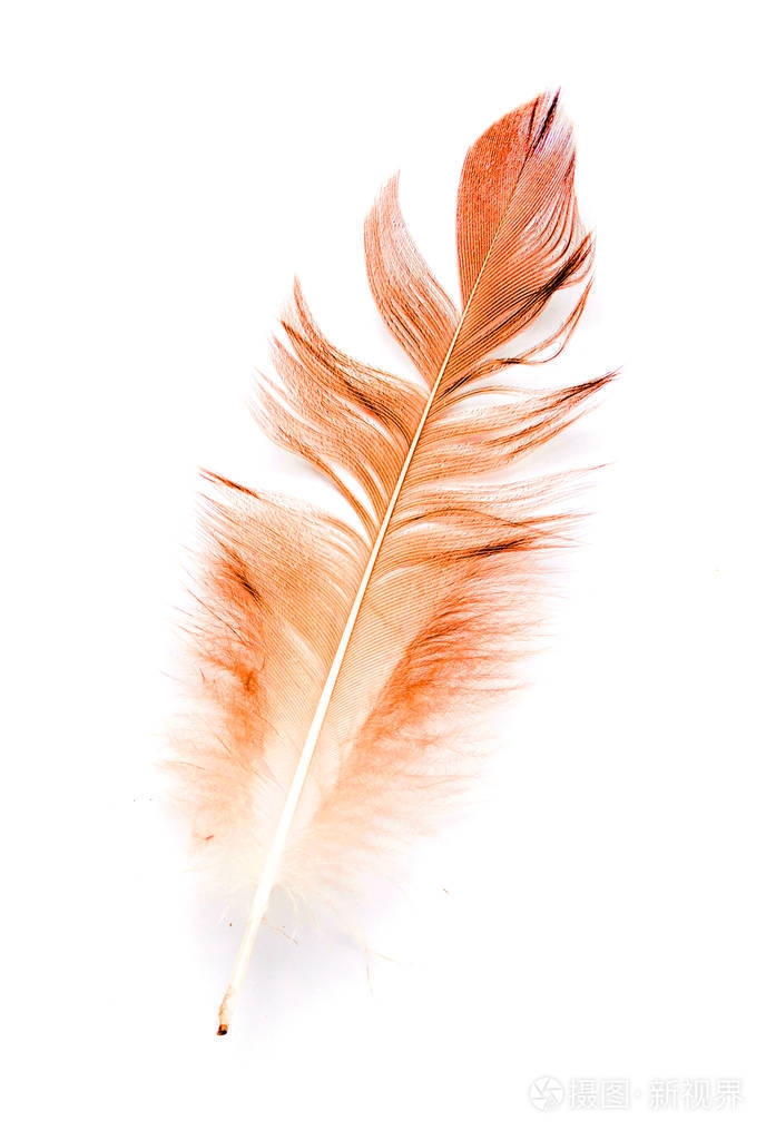 在白色背景上的鸟羽