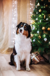 狗繁殖澳大利亚牧羊犬，澳元 圣诞节和新年