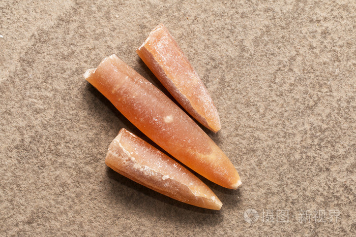 箭石乌贼的化石