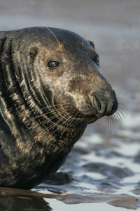 灰色的海豹，halichoerus grypus