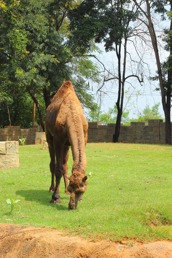 在动物园里的骆驼站