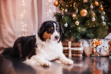 狗繁殖澳大利亚牧羊犬，澳元 圣诞节和新年