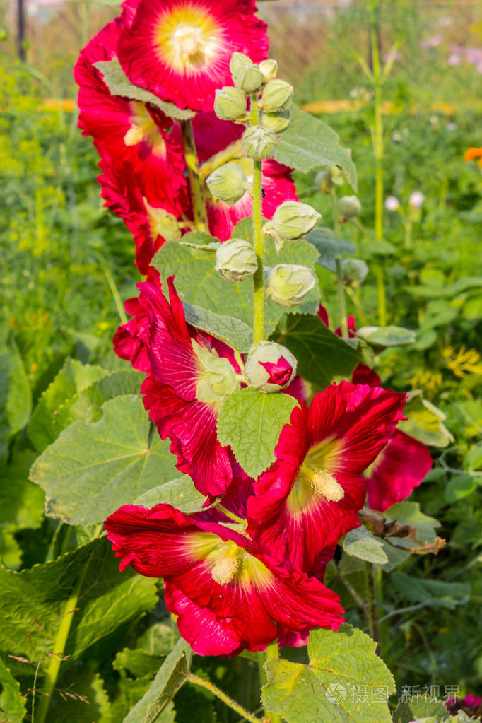 粉红马洛.粉红的小白花的枝条.夏天的粉红木瓜芽