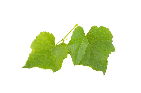 两片叶子图片