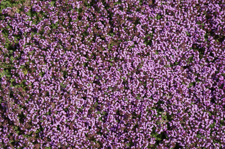 百里香花质地好自然背景