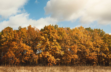秋天风景。黄色的树和灌木对蓝天