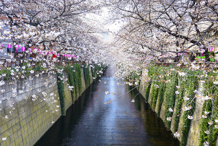 日本樱花