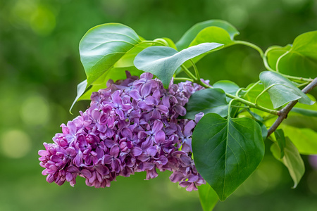 紫色丁香花