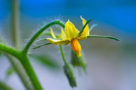 番茄植物花宏观特写细节照片