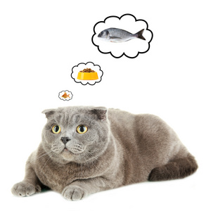 金鱼吃的食物猫咪做梦的美味的食物上白色, 孤立照片