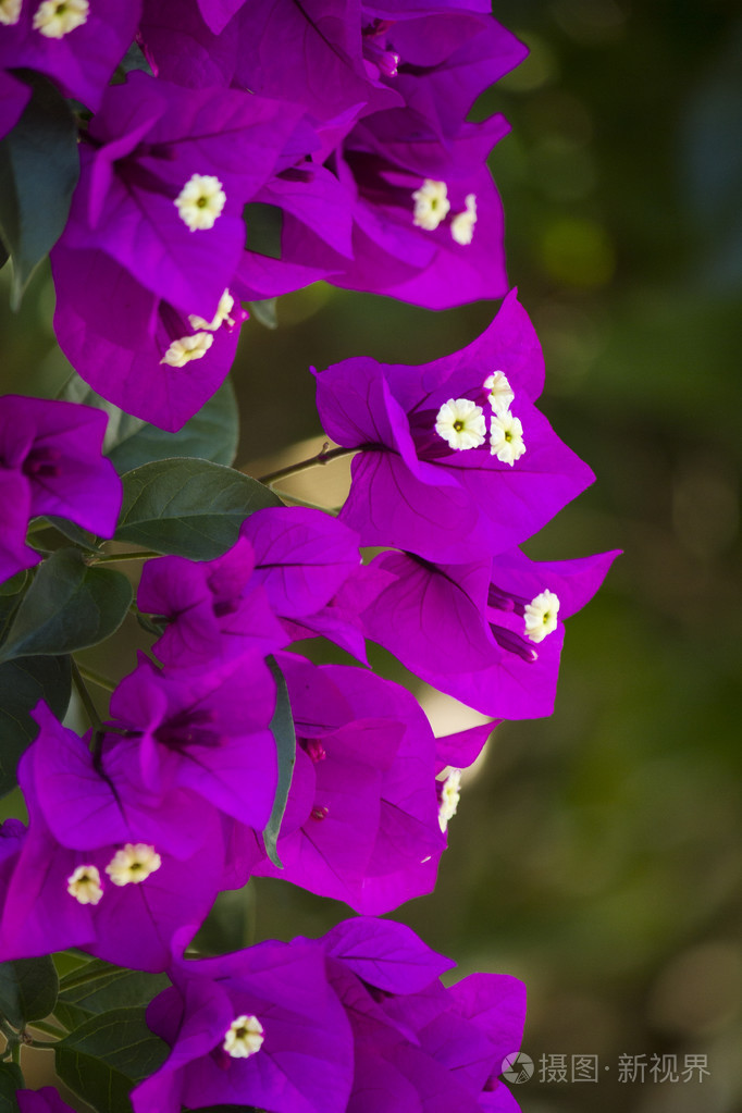 美丽的紫色叶子花