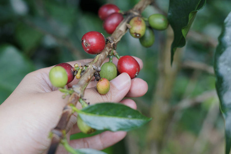 咖啡莓豆咖啡树与手
