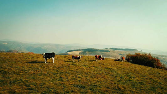 高山母牛在一个绿色的夏天山领域。鸟瞰
