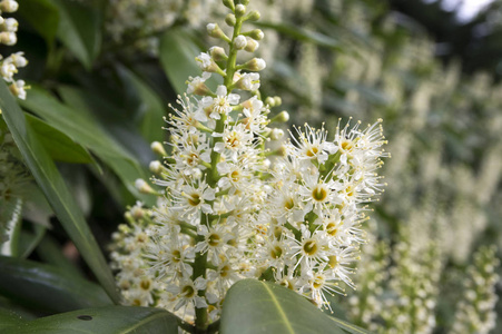 樱桃月桂树开花, 花和叶子