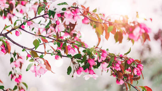 开花树在自然背景。美丽的自然场面与绽放的树, 太阳和雪。复活节阳光明媚的一天。春天的花朵。春天。选择性聚焦