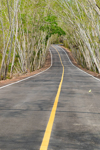 公路汽车通过夏季树木通道胡同