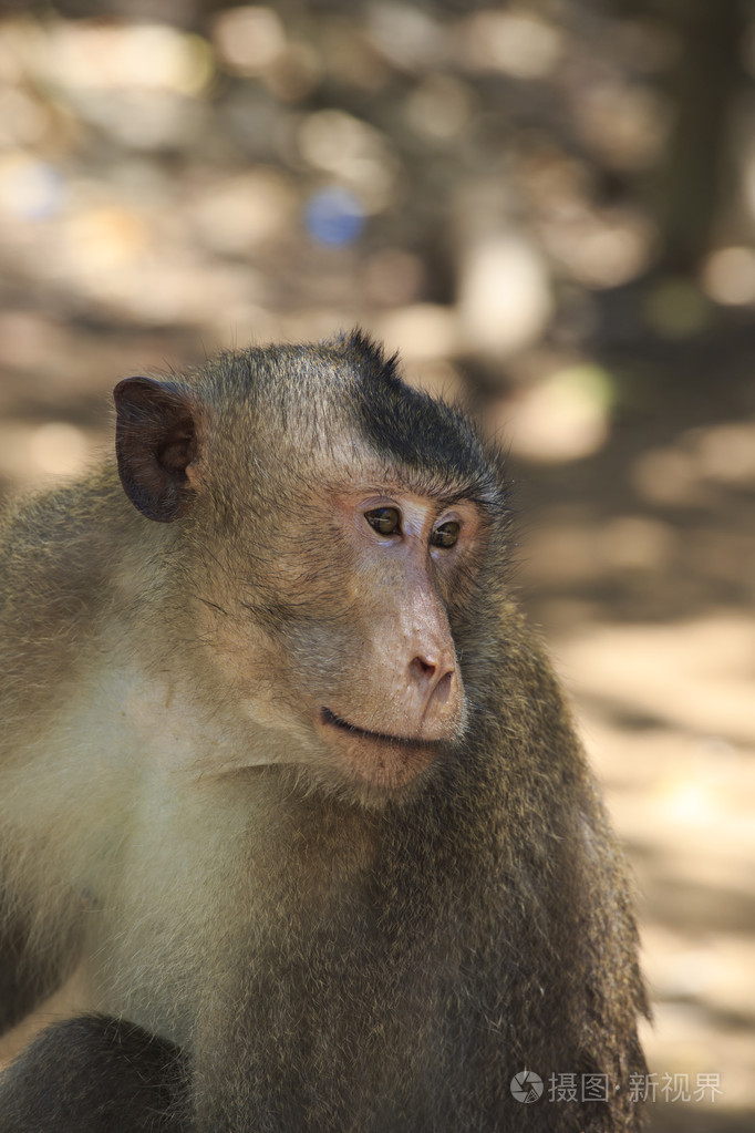 配置文件只猴子的侧脸