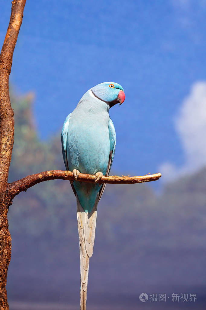 蓝色的印第安圆环脖子鹦鹉坐在一个分支与线笼子背景反对蓝色天空