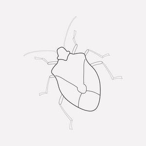 蜉蝣动物在哪图片-蜉蝣动物在哪素材-蜉蝣动物在哪插画-摄图新视界