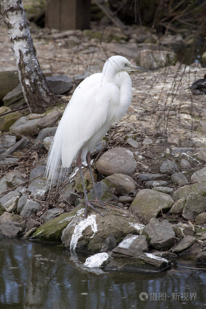 小白鹭白鹭白鹭矗立着美丽的白颜色