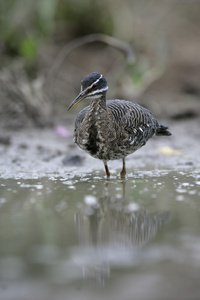 sunbittern，该岩黄连