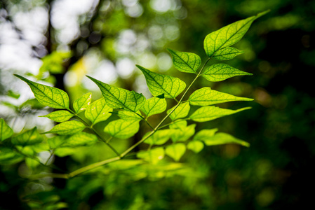 在绿色留在 forest1 上的光