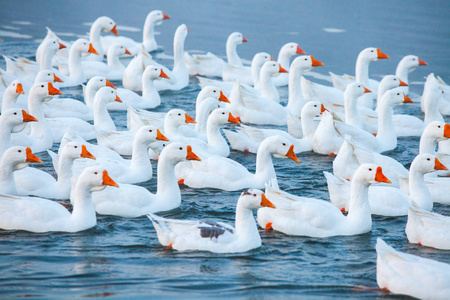 河上的鹅群照片