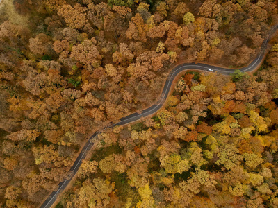 在美丽的秋天森林的道路鸟图