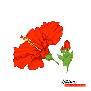 小粉红芙蓉花图片