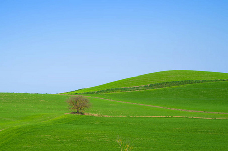 蓝天下的绿色田野里, 孤零零的树矗立着。