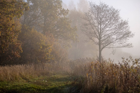 取悦感官或心灵审美寂寞秋树藏在薄雾中的秋天彩色草甸