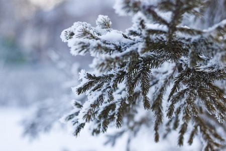 冷杉的枝上的公园在冬天里的雪