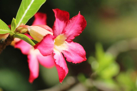 花园里的杜鹃花花很漂亮。