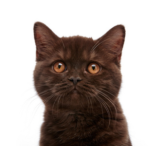 棕色的英国短头发的小猫，3 月龄