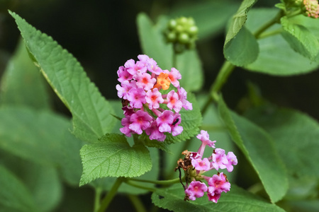 粉色的花