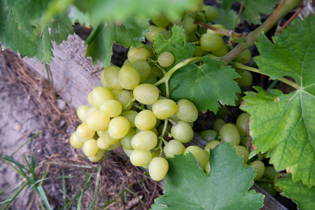 秋季在葡萄园叶子的树枝上的绿色和黄色浆果的特写视图。新鲜成熟多汁葡萄成熟期在葡萄园的树枝上